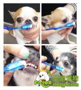 狗狗牙齿的卫生护理