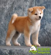 秋田犬的美容护理方法