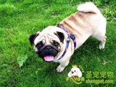 八哥犬毛发护理技巧