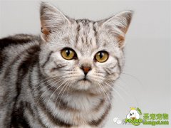 如何预防猫咪空调病