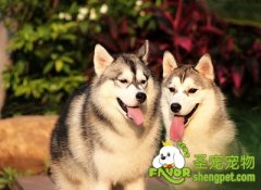 训练狗狗要明确狗狗的领袖意识