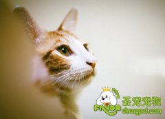 饲养高龄猫咪的注意事项