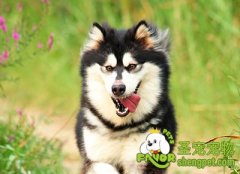 狗狗为什么不喜欢吃饲料