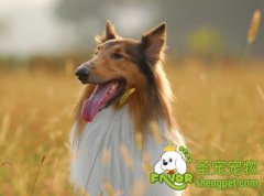 微量元素碘对狗狗有什么影响