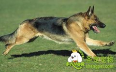 德国牧羊犬的饲养常识