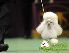 参赛犬的饲养管理方法