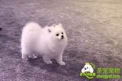 年轻犬的饲养管理方法