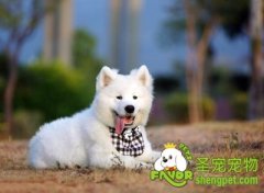 母犬生产前有哪些征兆