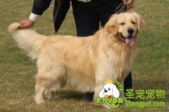 种公犬的饲养方法