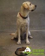 狗狗偏食会造成哪些危害