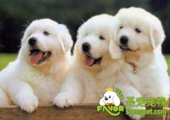 饲养狗狗的要点有哪些