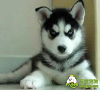 狗狗的瞬膜突出症的治疗