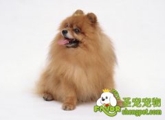 给狗狗身体美容的注意事项