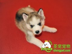 想读懂你的狗狗要了解它的本性