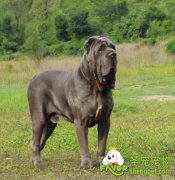 狗狗饲料需要添加食盐吗