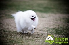 狗狗最适当的活动量分析