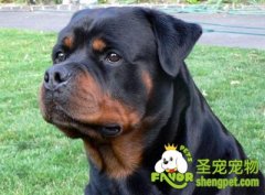 怎样训练狗狗不在家里乱尿