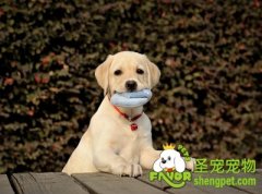 常见狗狗疾病的防治