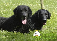 关于狗狗呕吐的注意事项