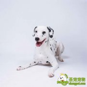 幼犬的饲养方法