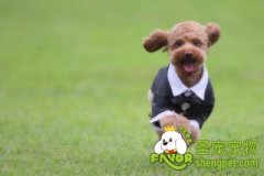 训练狗狗必须了解3方面