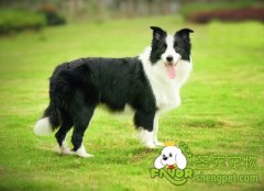 养狗狗需要注意哪些误区