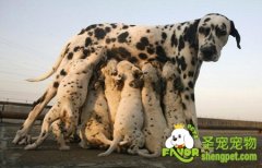 幼犬的正确饮食及离乳方法