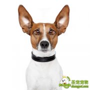 狗狗眼球脱垂的治疗方法