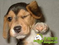 健康狗狗眼部的护理方法