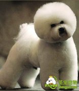 去宠物美容店给狗狗美容需要注意的事项