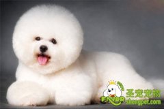 宠物狗毛发的护理方法