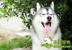 30条贴心小提醒让你的狗狗更健康