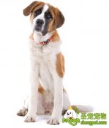 各种疾病造成狗狗的后肢无力及治疗