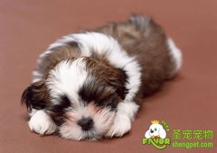 宠物犬引起脱毛的原因及治疗方法