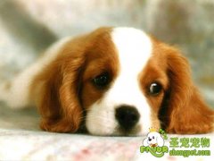 根据犬的症状表现判断狗狗的病情