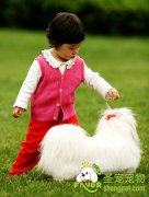 正确养狗狗的几个观点