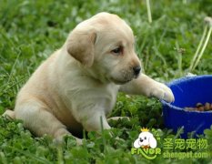 饲养幼犬的注意事项