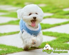 如何喂养才能使狗狗更健康