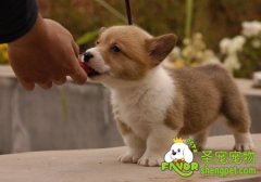 狗狗只吃肉对狗狗健康不好