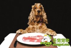 狗狗饮食健康需要均衡