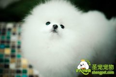 不同类型的狗狗该如何饲养和管理