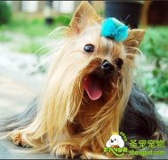 十种长毛狗狗各自的美容方法