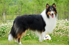 苏格兰牧羊犬的美容步骤