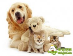 狗狗缺碘会造成的疾病