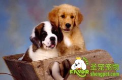 如何训练狗狗做对的事