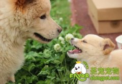 怎样照顾刚出生的狗宝宝