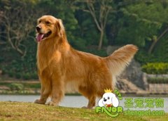 怎样消除狗狗身上的体味