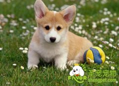 狗狗成长各个阶段所需营养