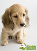 饲养狗狗要定期为狗狗驱虫