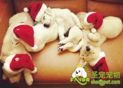 喂狗狗吃蛋黄的学问